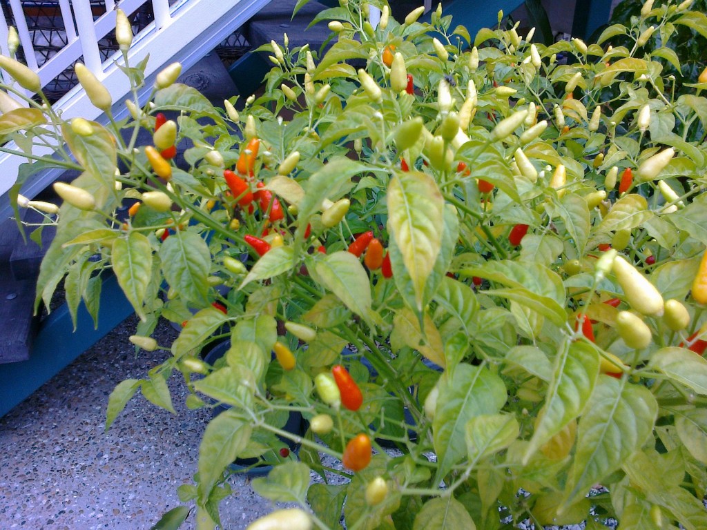 Chillies May 2014