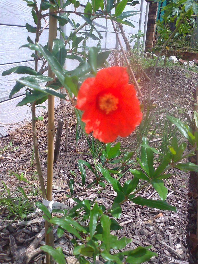 First pomegranate flower Nov 2011