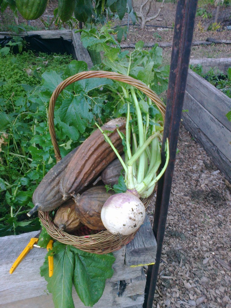 Loofah & turnips July 2014