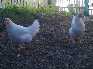 Leghorns Gay and Britney brave the odds amongst the other hens.