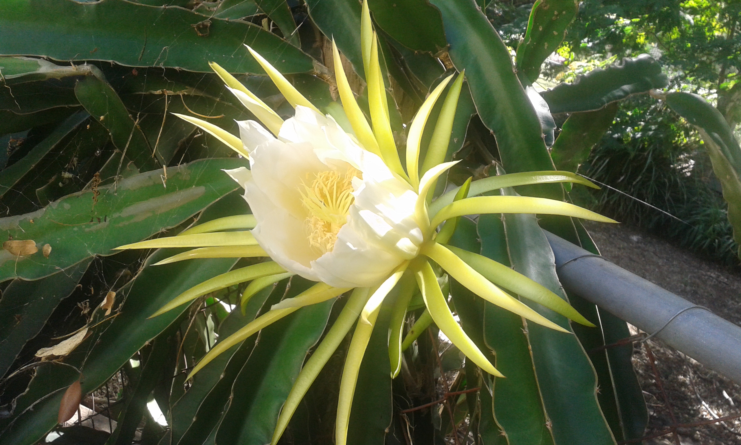 DragonFruitFlowerFeb2016