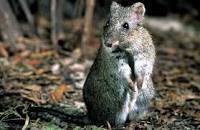 potoroo